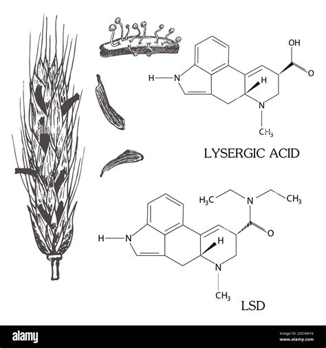 The chemical formula of LSD lysergic acid with the spike of rye struck by ergot. Vintage ...