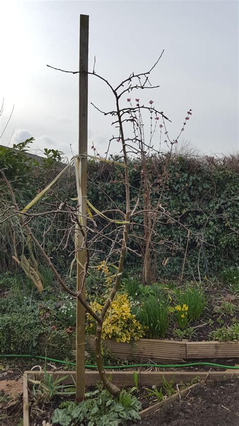 Pruning/corrective leaning dwarf apple tree advice — BBC Gardeners ...