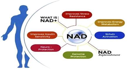 Understanding The Benefits Of NAD - Lemony Blog