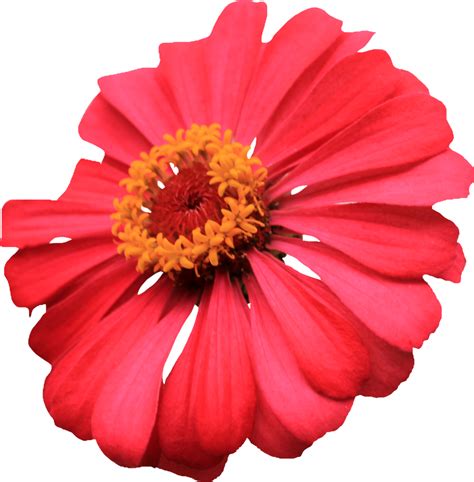 Single Flower Images / PNG Single Flower Transparent Single Flower.PNG Images ... : See more ...