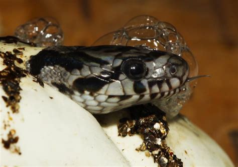 All of Nature: Fox Snake Eggs Hatching