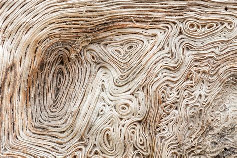 Wood Grain Patterns by Mark Windom