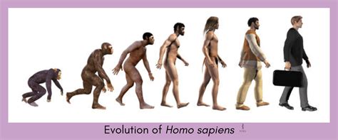 Evolution of Homo sapiens - My Biology Dictionary