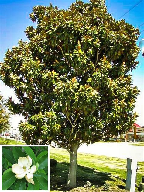 Sweet Bay Magnolia — Affordable Trees