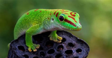 Salamander vs Gecko: What are the Differences? - IMP WORLD