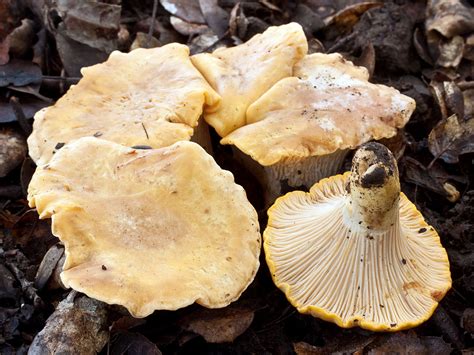 California Fungi: Cantharellus californicus