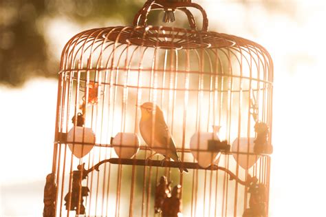 Canaries, Cages, Covid and Compassion | Hope In Time