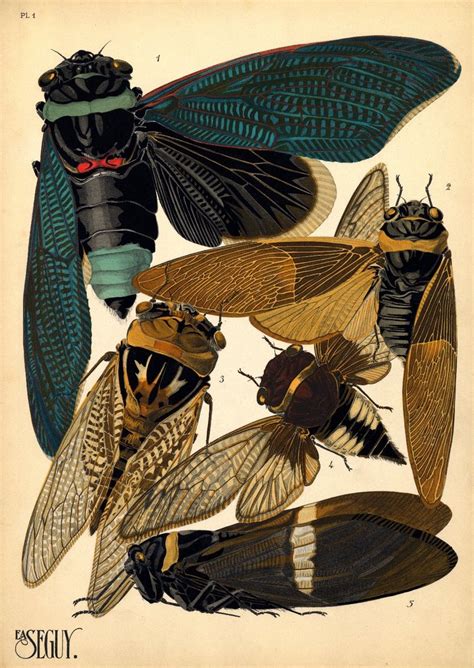 art of the beautiful-grotesque: Visions of the Undergrowth : Vintage Insect Illustration