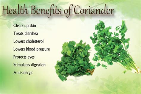 Top 10 benefits of coriander