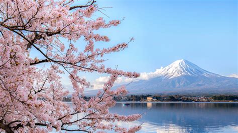 Where To See Beautiful Cherry Blossoms Around The World