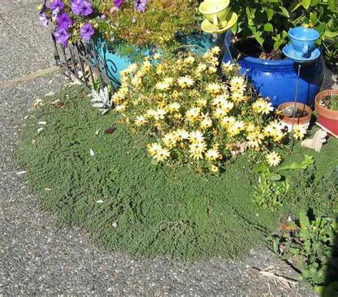 Woolly thyme for ground cover | Wooly thyme, Ground cover, Lawn alternatives