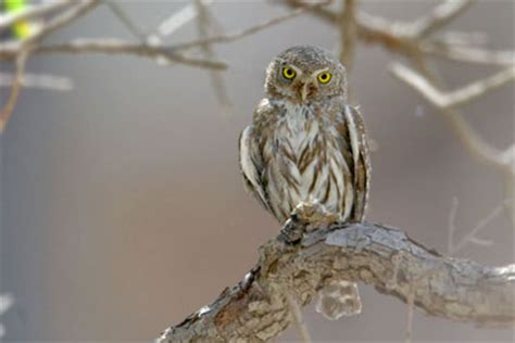 Northern Pygmy-owl Pictures and Photos - Photography - Bird | Wildlife ...