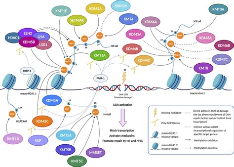 Frontiers | The Role of Histone Lysine Methylation in the Response of Mammalian Cells to ...