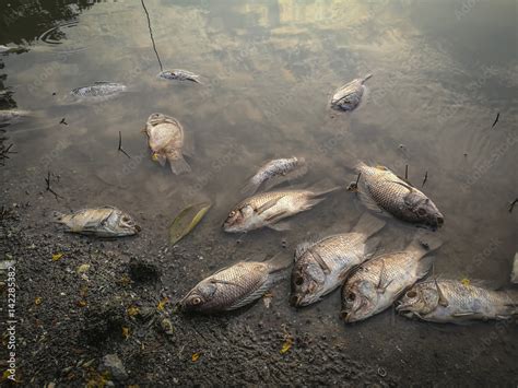 Dead fish on the river. dark water water pollution Stock Photo | Adobe ...