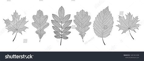 10,658 Oak Leaf Veins Images, Stock Photos & Vectors | Shutterstock