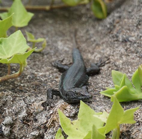 Funchal Botanical Garden : r/Lizards