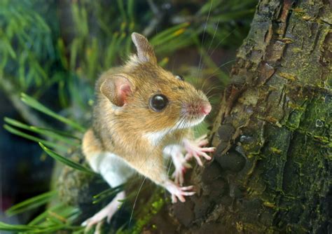 9 Animal Predators That Eat Mice: In-Depth Look - Pest Pointers