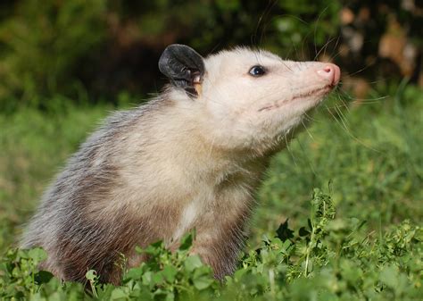 Virginia Opossum | Alexandria Zoo