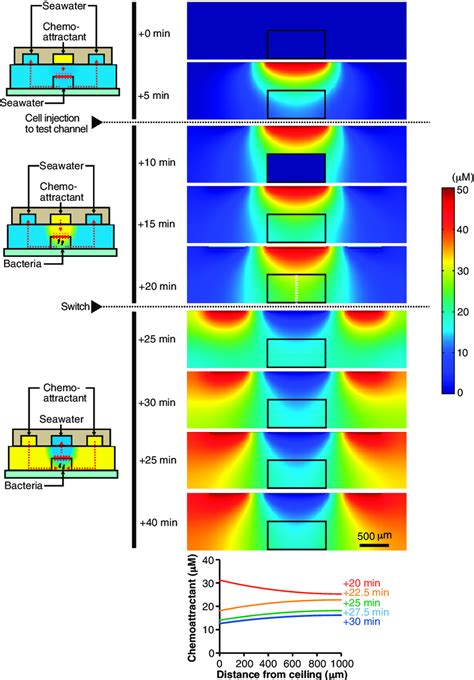 Fig. S6. Temporal evolution of the chemoattractant gradient in the ...