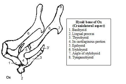 Hyoid bone of Domestic animals | Veterinary Anatomy | vetscraft