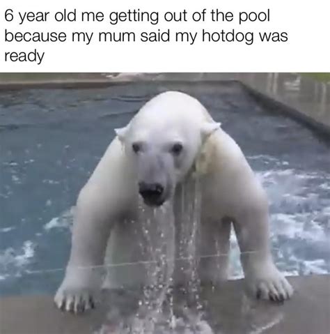 polar bear | Animals | Know Your Meme