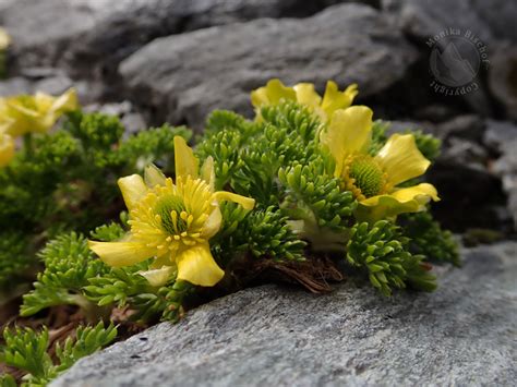 Alpine flowers in New Zealand