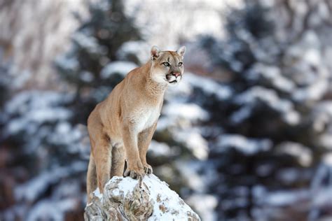 Wild West Challenge -The King of the Mountain: Bryce Canyon Mountain Lions - Wild West Challenge