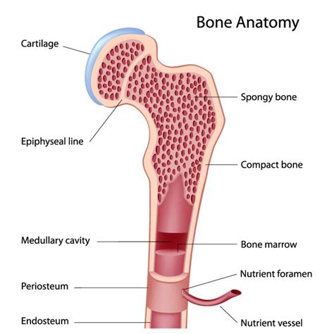 Bone marrow - Things You Didn't Know