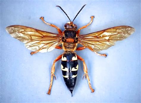 Cicada Killer Wasps (June 26, 2013) — Texas Insect Identification Tools