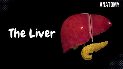 Liver Anatomy (Function, Topography, External Structures,, 58% OFF