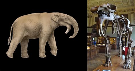 Elephants and the Abrupt Origin of Proboscidea | Evolution News