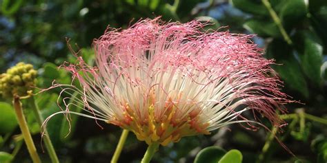 Albizia saman (South-American Rain Tree) — Territory Native Plants