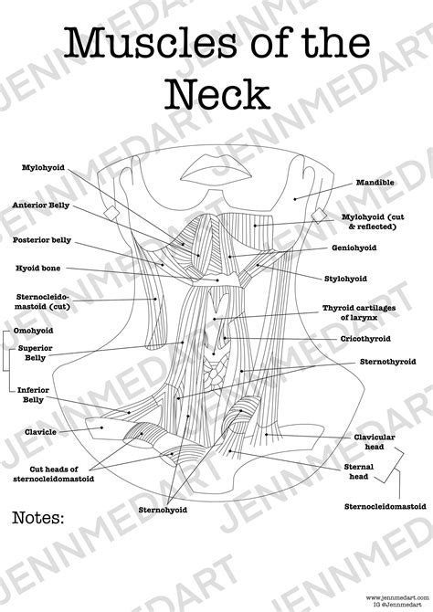 Muscles of the Neck - 30x30, Digital Download ENT Gift Otolaryngology Physician Gift Doctors ...