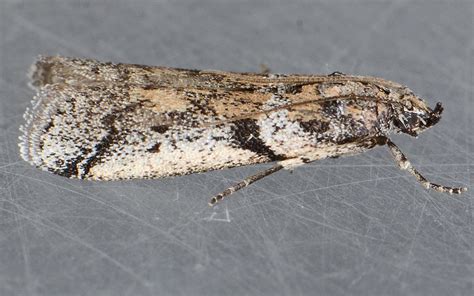 navel orangeworm moth (Amyelois transitella) - Entomology Today