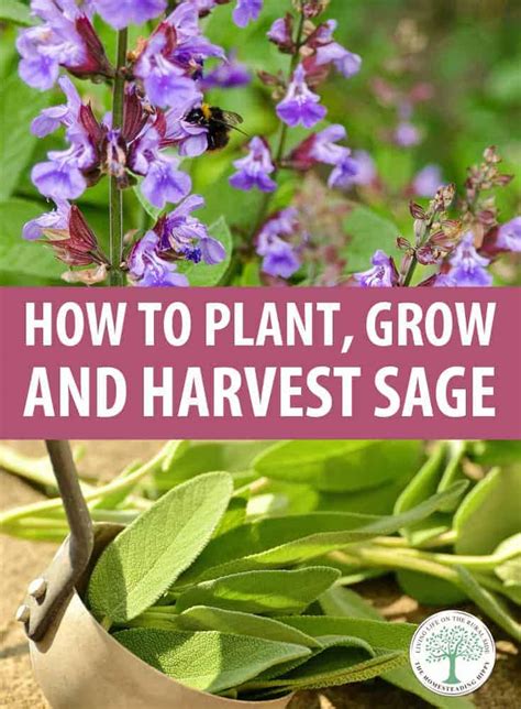 How to Plant, Grow and Harvest Sage