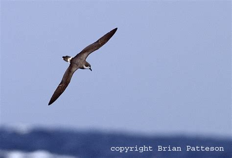 Bermuda Petrel Pterodroma cahow