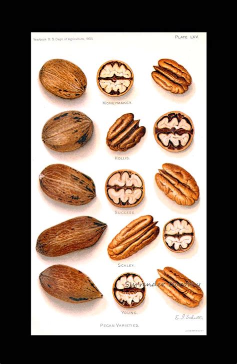 Pecan Varieties 1905 USDA Field Trial Botanical Illustrati… | Flickr