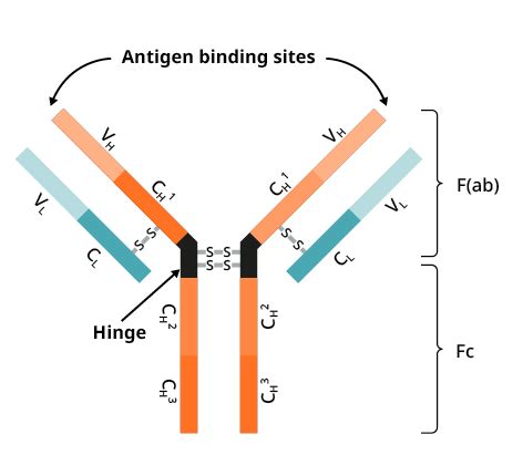 Antigen Structure And Function