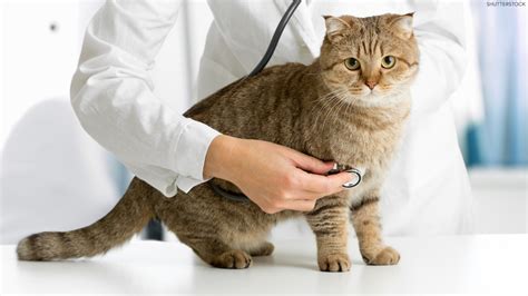 5 signs your cat may need to visit the vet - ABC7 Los Angeles