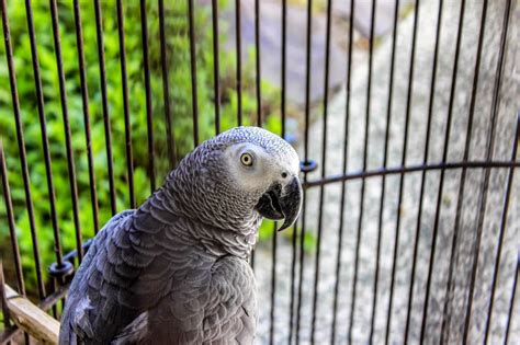 Keeping a Large Parrot as a Pet