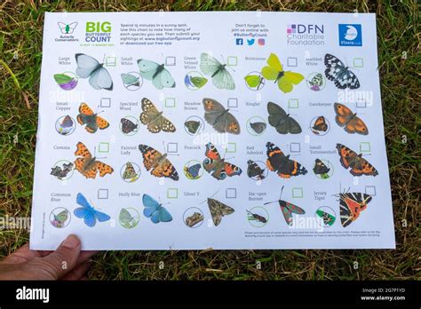 Big Butterfly Count chart for identification of garden butterflies, July 2021, run by Butterfly ...