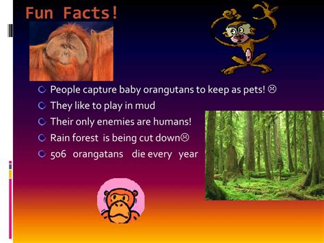 PPT - Orangutans PowerPoint Presentation, free download - ID:1253096