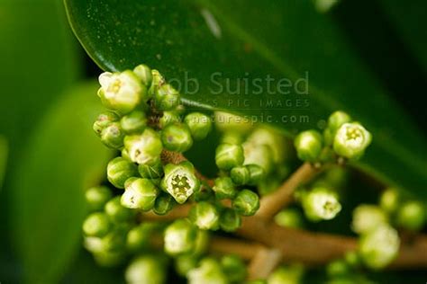 Karaka tree flowers (Corynocarpus laevigatus), New Zealand (NZ). Stock ...