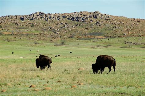 Amaze Me, America...: Wichita Mountains Wildlife Refuge