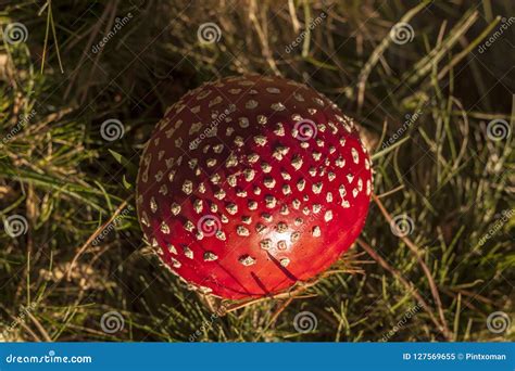 Ushroom Amanita Mushroom in Its Habitat. Stock Image - Image of ...