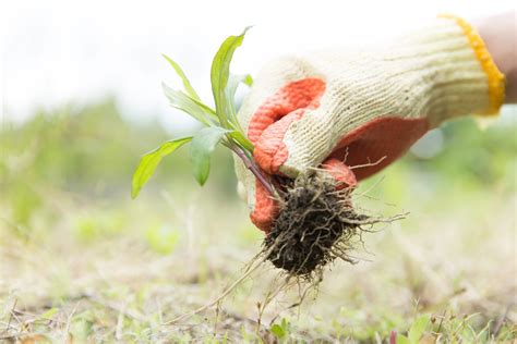 How to Manually Remove Weeds From Your Lawn - Gecko Green