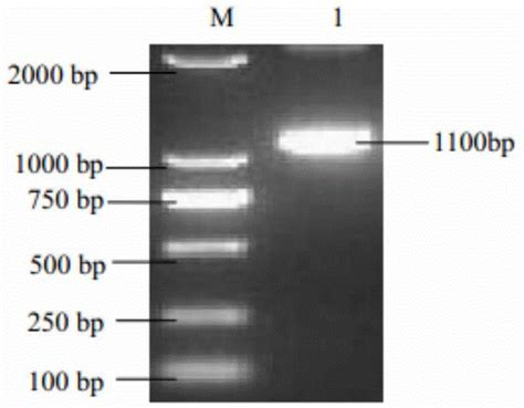 Pullorum disease salmonella spiC-rfaI double-gene knockout attenuated ...