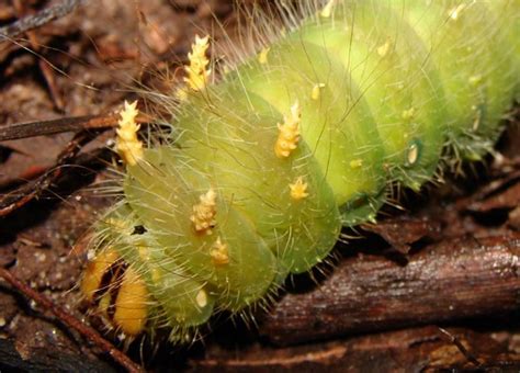 Imperial Moth Caterpillar (?) - Eacles imperialis - BugGuide.Net