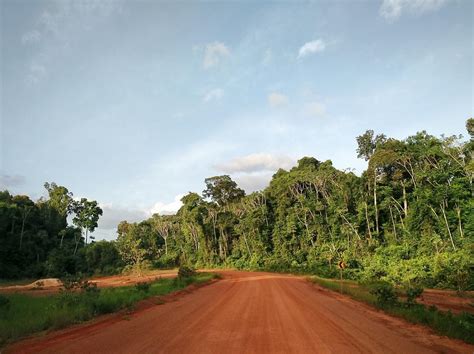 Guyana & South America Fall Birding Tour 2022 | Naturalist Journeys