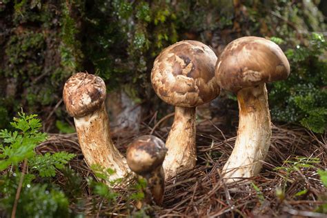 Matsutake mushroom | Fungus, Japan, Description, & Facts | Britannica